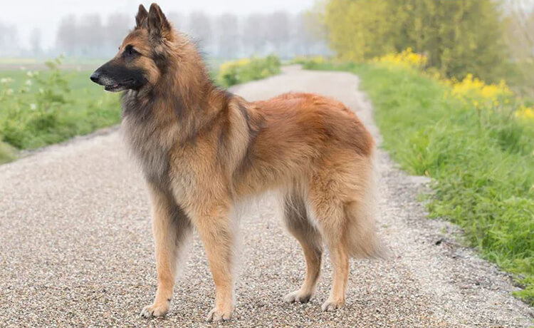 Belgian Tervuren